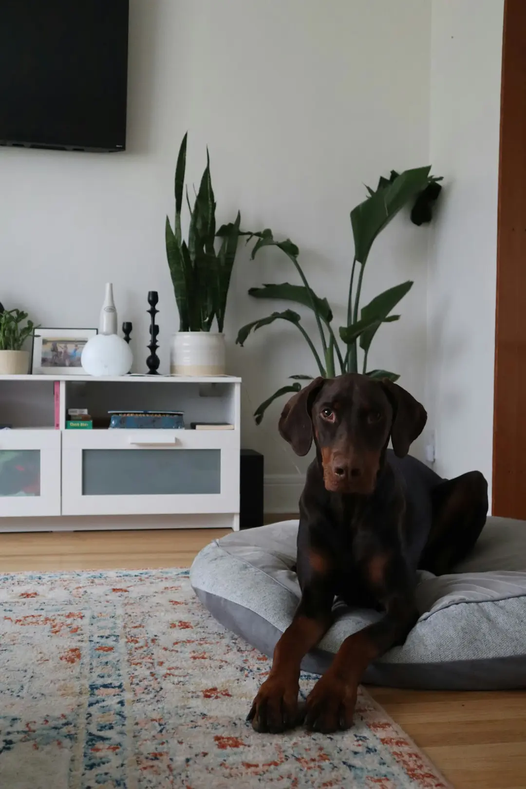 Doberman resting calmly in a contemporary plant-filled luxury living room